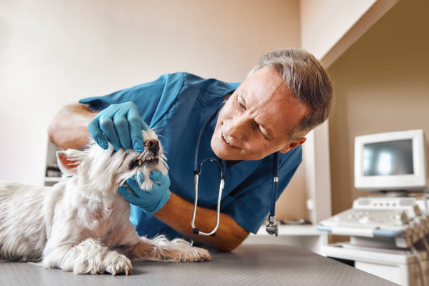 Best Emergency Dentist for Special Needs Patients in Kings Grant, NC
